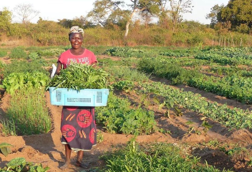 A Zambian woman poses for a photo holding produce cultivated on the Jesuit-run Kasisi Agricultural Training Centre. The center promotes organic, ecologically sustainable, no-till farming for small-scale farmers. (CNS/Canadian Jesuits International)