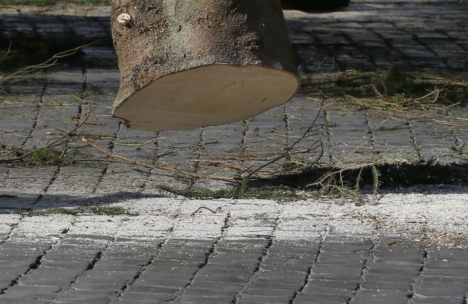 Sawdust from the Christmas tree is seen during its positioning in St. Peter's Square at the Vatican Nov. 19, 2015. (CNS/Paul Haring)