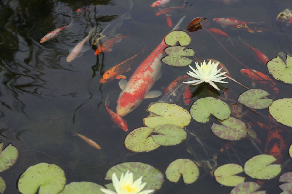 Koi swim through water lilies at a pond along Maryland's Chesapeake Bay. (CNS/Bob Roller)