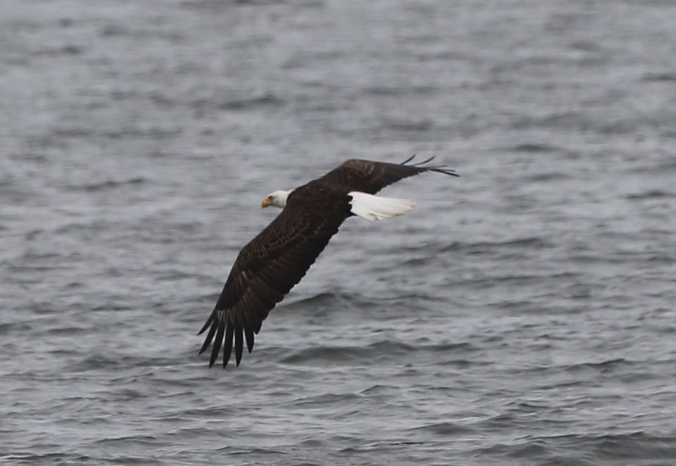 A bald eagle flies over the waters of Maryland's Chesapeake Bay Oct.10, 2021. (CNS/Reuters/Abdullah Rashid)