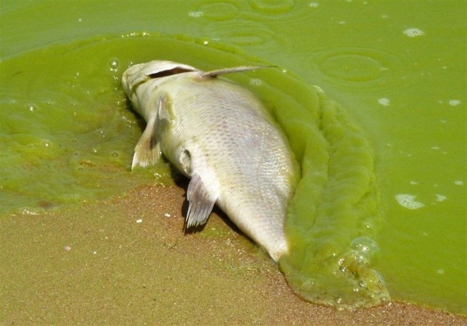 A dead fish on the shore of Lake Erie is covered by a green wave of algae. (Courtesy of NOAA)