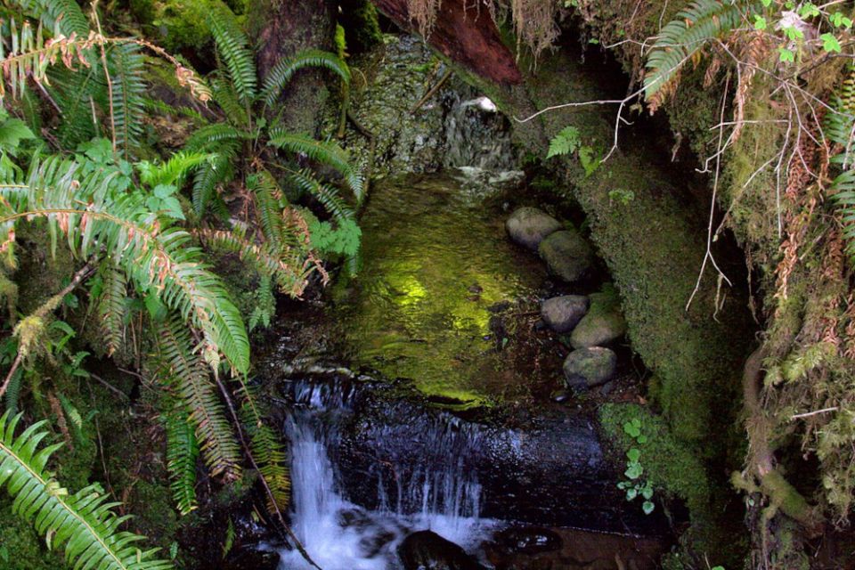 The Quinault Rainforest is a temperate rainforest, which is part of the Olympic National Park and the Olympic National Forest in Washington. (Wikimedia Commons/KimonBerlin/CC BY-SA 2.0, https://creativecommons.org/licenses/by-sa/2.0)