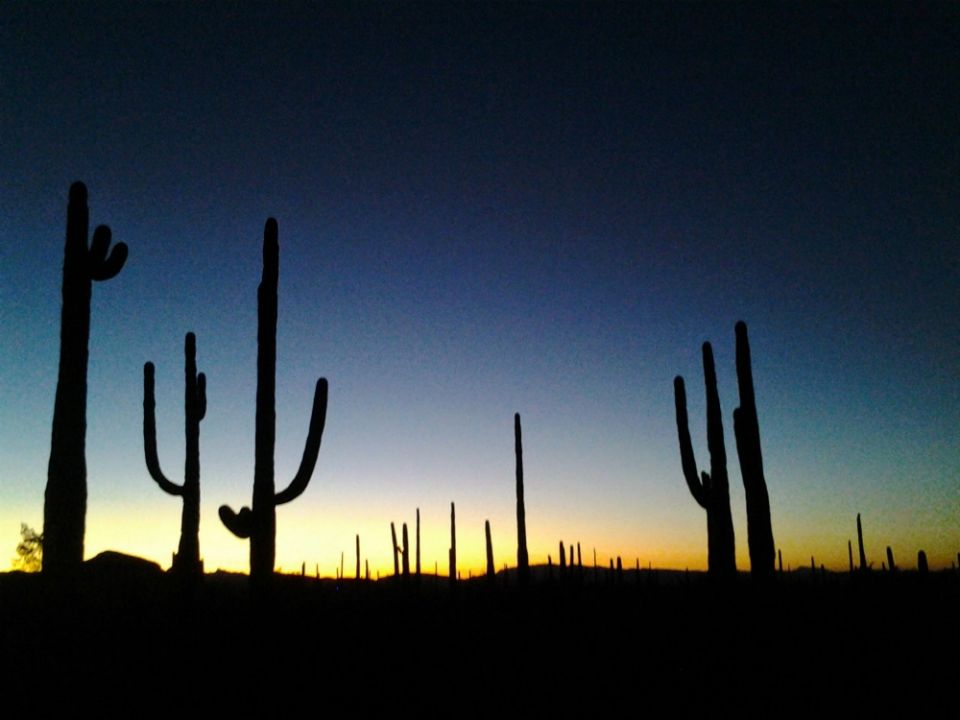 Saguaros at sunset in the Organ Pipe Cactus National Monument (Wikimedia CommonsAtlas.Spheres)