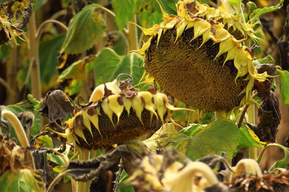 Dried sunflowers are seen in a field Aug. 13, 2020, during a drought in Couteuges, France. (CNS/Reuters/Pascal Rossignol)