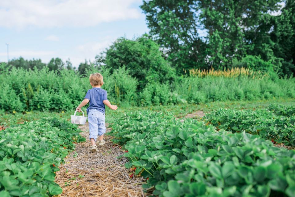 A child carrying a small basket walks down a garden path. (Unsplash/Paige Cody)