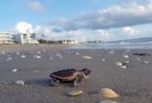 A loggerhead sea turtle hatchling, "Caretta caretta," makes its way to the ocean Aug. 26, 2020. (Ecological Associates Inc.)