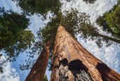 Photo of sequoia tree with burn scar (Shutterstock/Kevin Case)